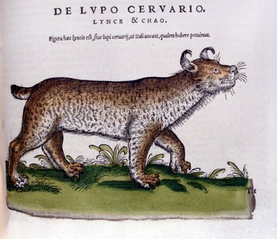 Representasjon av en gaupe (ulv - hjort) - Historia Animalium de Conrad Gesner (1516 - 1565), Tiguri av Unknown artist