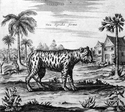 Representasjon av en tiger, gravering av "" De China Monumenta"" av Athanasius Kircher av Unknown artist