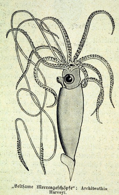Representasjon av en Architeuthis Harveyi, gigantisk blekksprut. av Unknown artist
