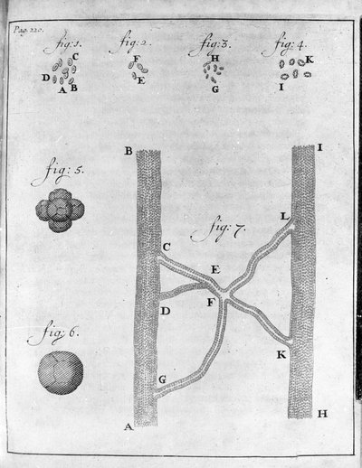 Representasjon av hematia (røde blodlegemer) hos laks og piggvar Studie av den nederlandske handelsmannen og naturforskeren Antoine van Leeuwenhoek (eller Leeuvenhoek eller Leeuwenhoeck) (eller Antoni eller Anthonie) (1632-1723) Gravering fra "Epistolae ad av Unknown artist