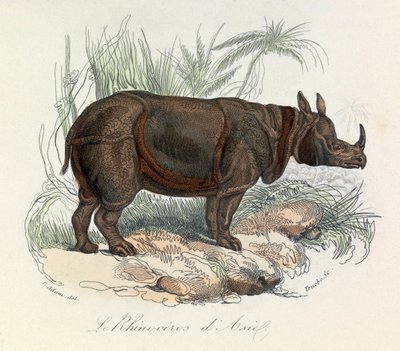 Rhinoceros d#39;Asie klassifisert etter Linnéene-nomenklaturen og Cuvier (gravering) av Unknown artist