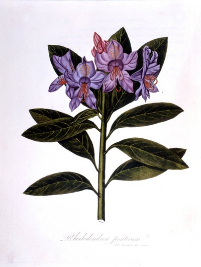 Rhododendron (Rhododendrum Bridges). av Unknown artist