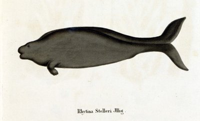 Rhytina Stelleri også kalt marine ku Steller, eksemplarer forsvant på 1700-tallet. av Unknown artist