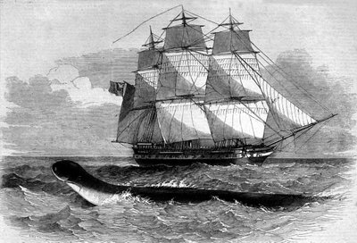 Sjømonster: utseende av en sjøslange på Daedalus fregattveien i 1848. Gravering fra 1800-tallet. av Unknown artist