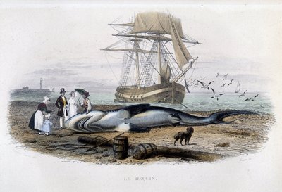 Haifiske - i "Lacepèdes naturhistorie"" av Unknown artist