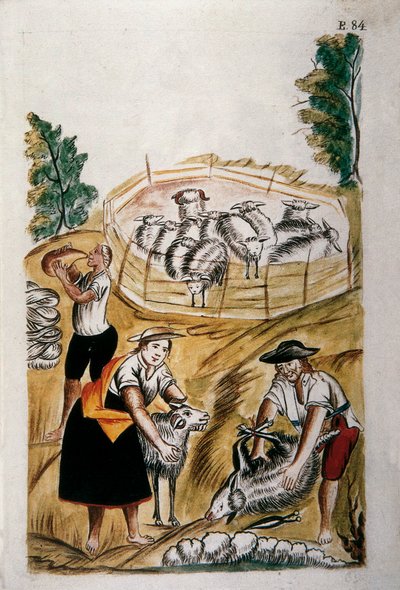 Saueklipping, fra boken "Trujillo of Peru" eller "Codex Martinez Companion", av Baltazar Martinez Companion og Bujanda, biskop av Trujillo (1782-1785) av Unknown artist