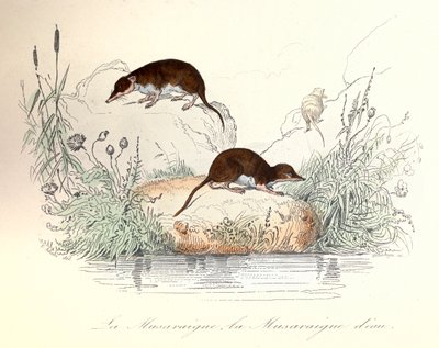 Spissmus og vannspissmus klassifisert etter Linnéene-nomenklaturen og Cuvier (gravering) av Unknown artist