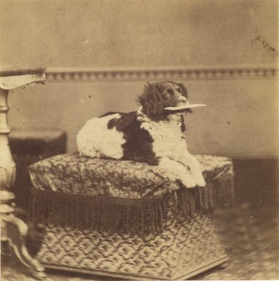 [Sittende hund med en bylt i munnen] av Unknown artist