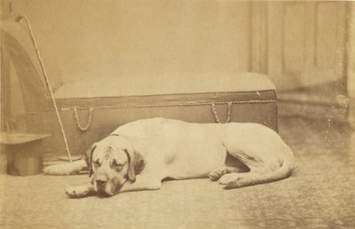 [Sovende hund] av Unknown artist