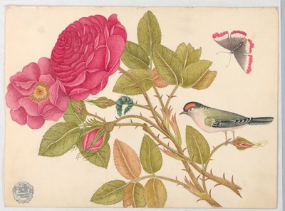 Liten rødhodet fugl på rosegren av Unknown artist