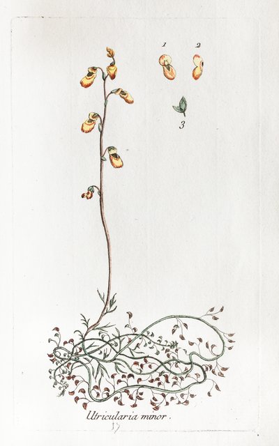 Kleine Uricularis von Unknown artist