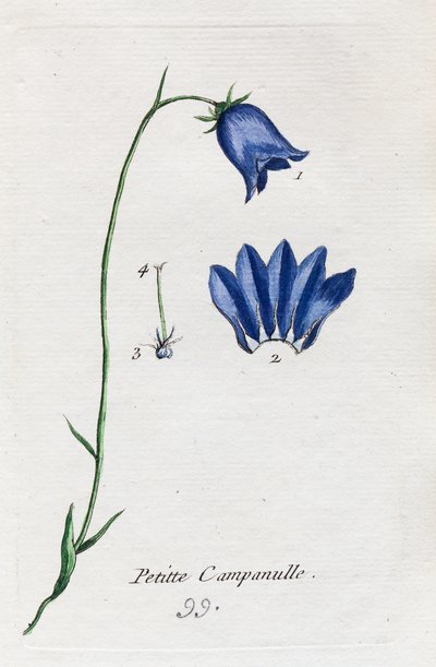 Liten klokkeblomst av Unknown artist