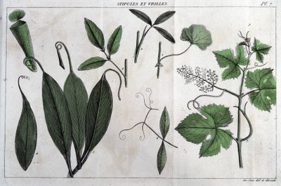 Stipuler og ranker: i "" Flora Françoise, eller en kort beskrivelse av alle plantene som vokser naturlig i Frankrike, ordnet etter en ny analysemetode som sitatet deres minst tvetydige dyder innen medisin og deres nytte i av Unknown artist