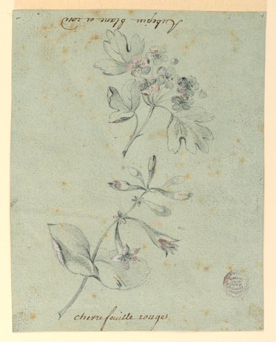 Studie av en Hawthorne og Honeysuckle Bough av Unknown artist