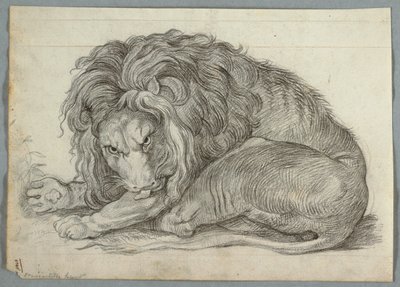 Studie av en løve av Unknown artist