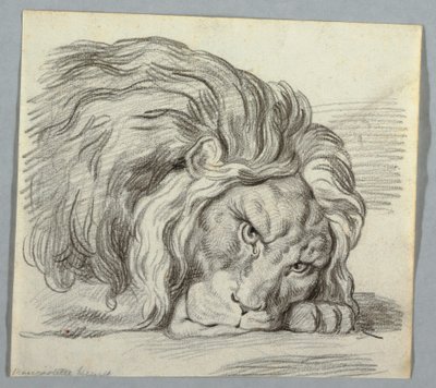 Studie av en løve av Unknown artist