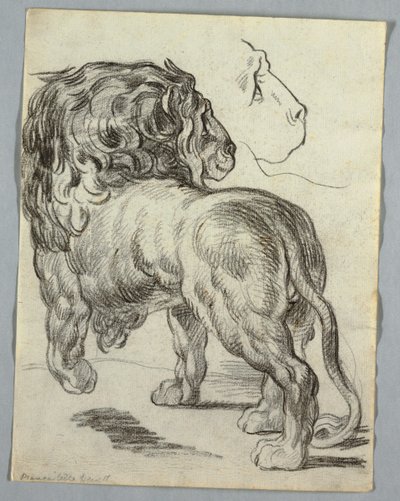 Studie av en løve av Unknown artist
