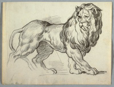 Studie av en løve av Unknown artist
