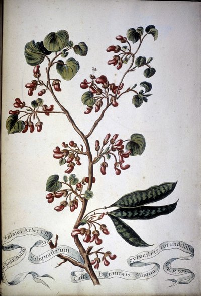 Sylvestris Rotundifolia. Herbarium fra 1800-tallet. av Unknown artist