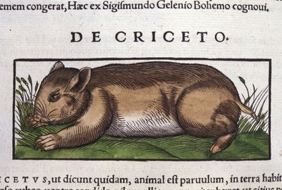Hamsteren i dyrenes historie av Conrad Gesner (1516 - 1565), Tiguri av Unknown artist