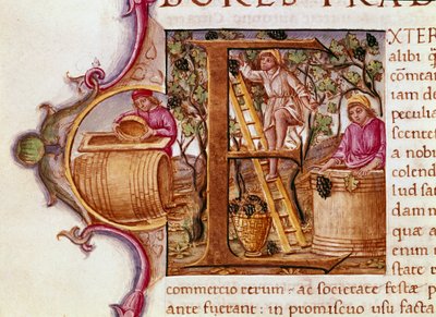Harvest Lettrine av manuskriptet "" Natural History"" av den romerske forfatteren og naturforskeren Plinius den eldste (23-79 e.Kr.) 1400-tallets Venezia Biblioteca Marciana av Unknown artist