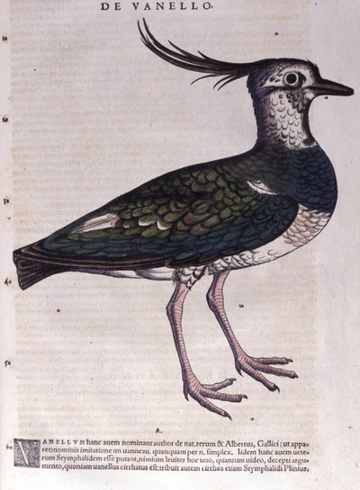 Lapwing in Historia Animalium av Conrad Gesner (1516 - 1565), Tiguri av Unknown artist