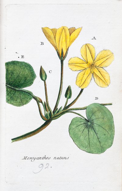 Der Menyanthe von Unknown artist