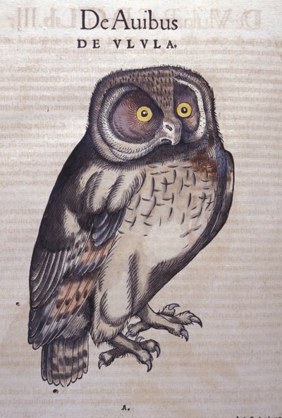Uglen i dyrenes historie av Conrad Gesner (1516 - 1565), Tiguri av Unknown artist