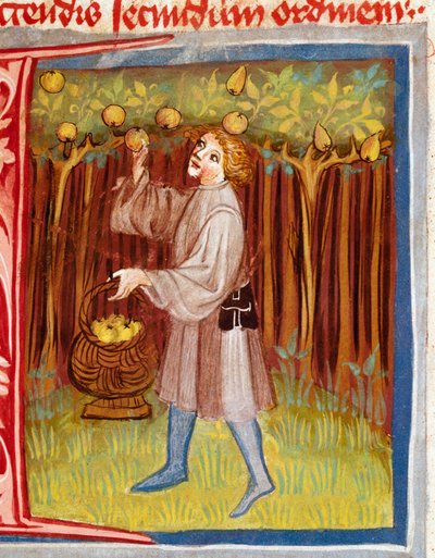 Miniatyrplukking av frukt fra "" The Rustican or Book of Country and Rural Profit" av Unknown artist
