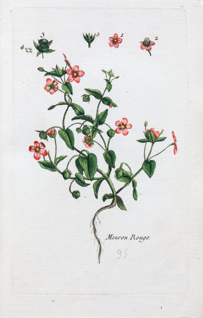 Den skarlagenrøde pimpernel av Unknown artist