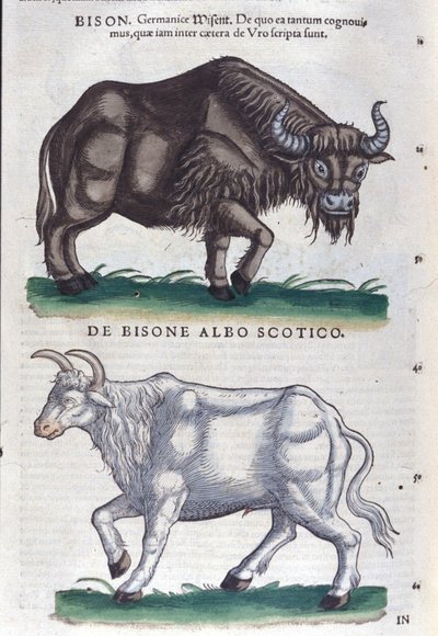 Bisonen og den hvite bisonen fra Historiae animalium av Konrad Gesner, Tiguri av Unknown artist