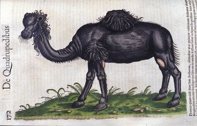 Kamelen fra History of the Animals av Konrad Gesner, Tiguri av Unknown artist