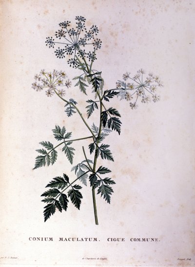 Den vanlige hemlocken. 1700-talls gravering. av Unknown artist