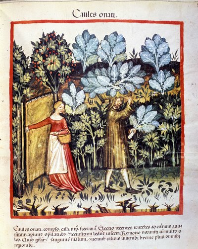 Avlingen av kålblomst i en grønnsakshage. Belysning fra melking av medisin og diett "" Tacuinum sanitatis"" av Unknown artist