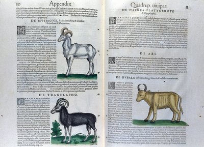 Dobbeltsiden til firbeinte i Historia Animalium av Conrad Gesner (1516 - 1565), Tiguri av Unknown artist