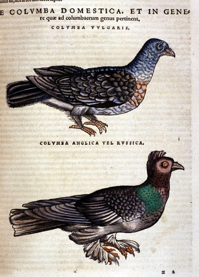 Duen etter Historia Animalium til Conrad Gesner, Tiguri 1560. Biblioteca nazionale Braidense. Milan av Unknown artist