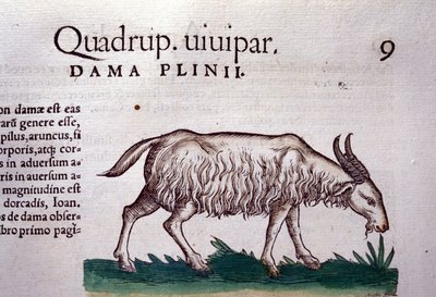 Bukken etter Historiae animalium av Konrad Gesner, Tiguri av Unknown artist