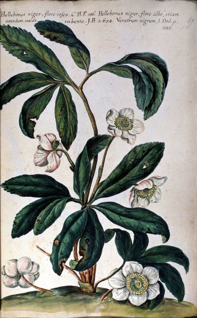 Hellebore eller svart hellebore, også kalt julerose. 18. århundre av Unknown artist