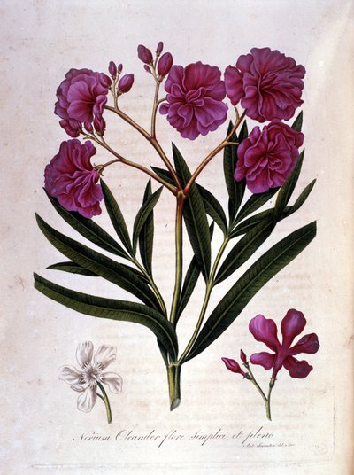 Den rosa laurbæren (oleander) - herbarium fra 1700-tallet. av Unknown artist