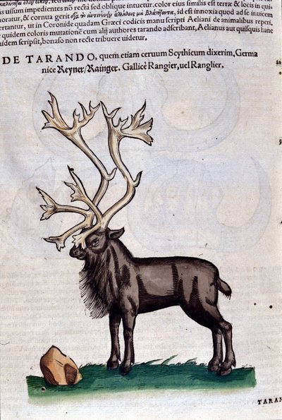 Reinen etter Historia animalium av Konrad Gesner, Tiguri av Unknown artist