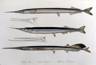 Sjønålen. Naturhistorisk styre. 1800-tallet. av Unknown artist
