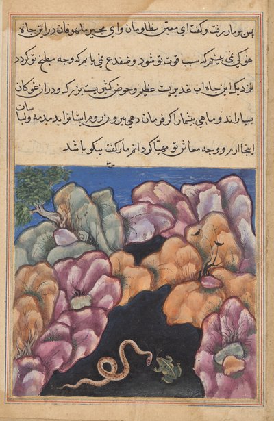 Slangen går i krangel med frosken, fra en Tuti-nama (Tales of a Parrot): Twenty-sixth Night av Unknown artist
