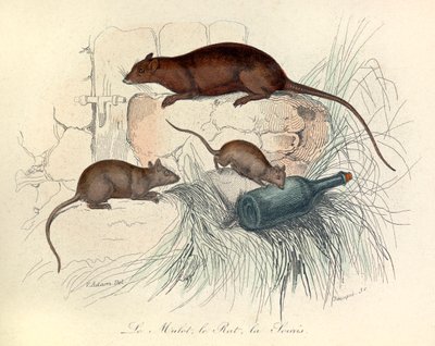 Tre dyr: mus, rotte og muldvarp, klassifisert etter Linnéene-nomenklaturen og Cuvier (gravering) av Unknown artist