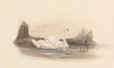 To svaner på en innsjø av Unknown artist