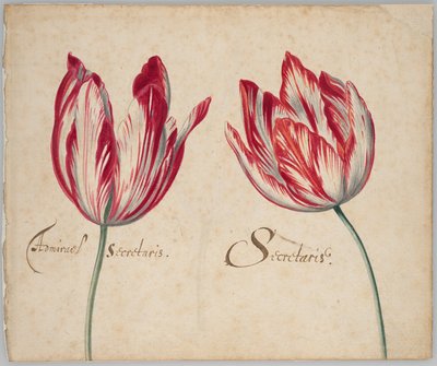 To tulipaner (rekto); En tulipan (verso) av Unknown artist