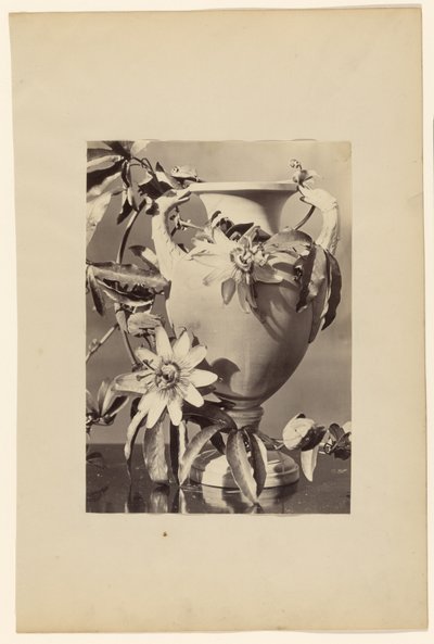 [Vase med pasjonsblomster] av Unknown artist