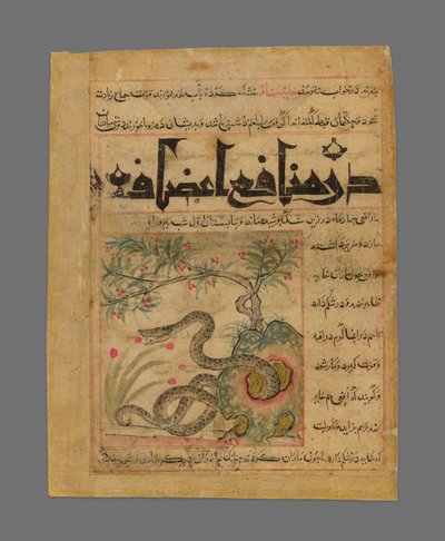 Huggorm i en steinete hage fra Manafi#39; al-Hayawan (Om dyrs nytteverdi) av Ibn Bakhtishu#39; av Unknown artist