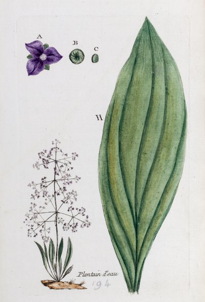 Vannplantain av Unknown artist