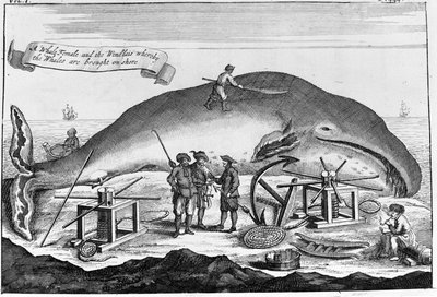 Hvalfangst: i land, spermhval renses.. Frittstående gravering fra bok fra begynnelsen av 1700-tallet av Unknown artist