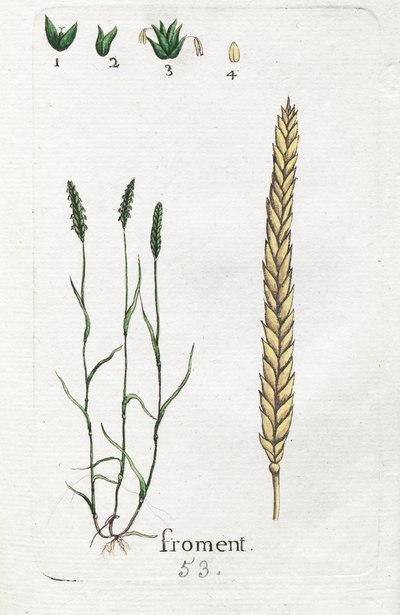 Weizen von Unknown artist